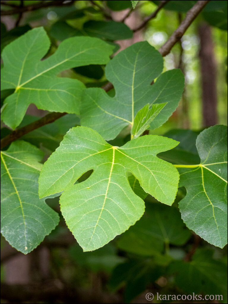Spring leaves on a fig tree