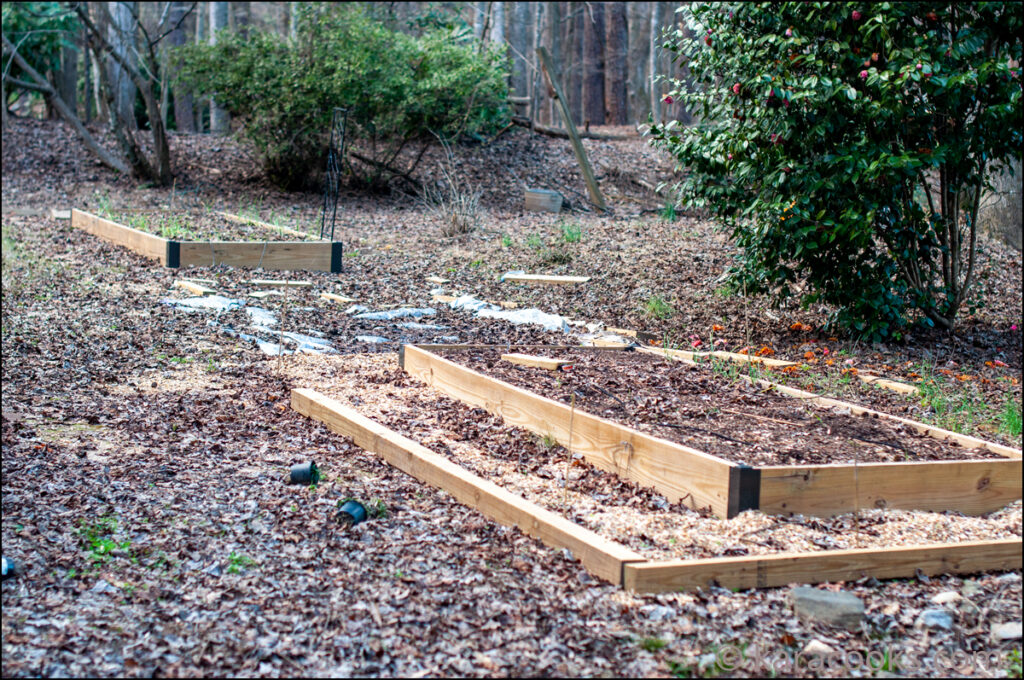 Raised bed garden beds covered in leaves and a tarp