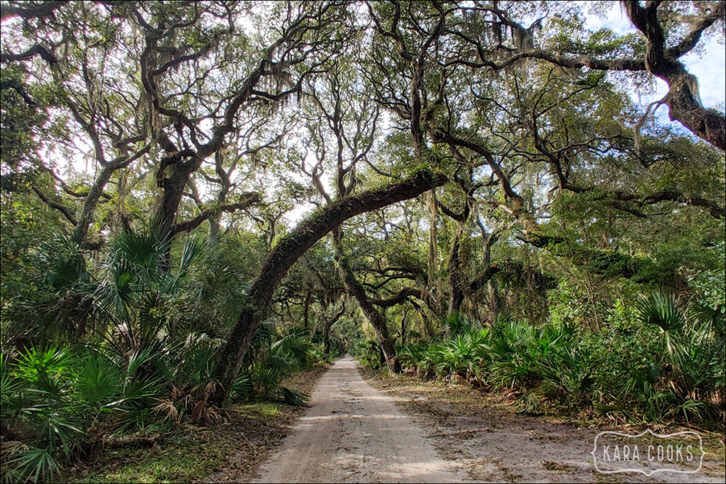 Main road on Cumberland Island in Georgia. A sandy road under an arch of live oaks and Spanish moss. 