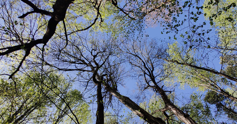 What I’ve Been Up To: The Garden